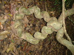 Magnoliopsida
