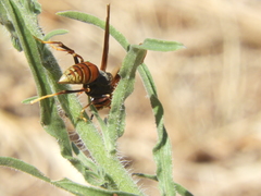 Polistes buyssoni