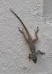 Anolis dominicensis
