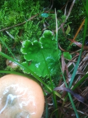 Peltigera aphthosa