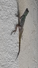 Anolis dominicensis