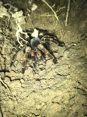 Megaphobema mesomelas