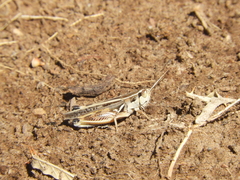 Dichroplus pratensis