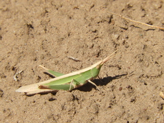 Allotruxalis gracilis