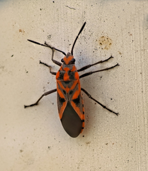 Spilostethus furcula