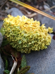 Vulpicida juniperinus