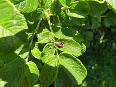 Rilaena triangularis
