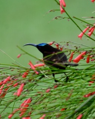 Chalcomitra amethystina