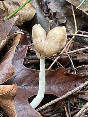 Helvella elastica