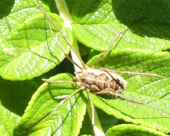 Rilaena triangularis