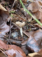 Helvella elastica