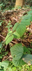 Mucuna