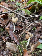 Helvella elastica