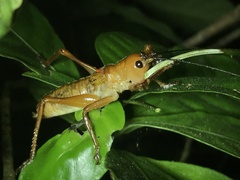 Melanonotus powellorum