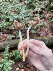 Helvella elastica