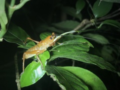 Melanonotus powellorum