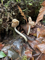 Helvella elastica