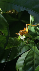 Melanonotus powellorum