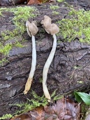Helvella elastica