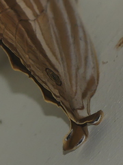 Amathusia phidippus