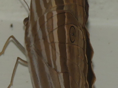 Amathusia phidippus