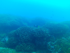 Holacanthus passer