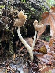 Helvella elastica