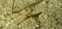 Coryphopterus eidolon