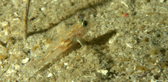 Coryphopterus eidolon