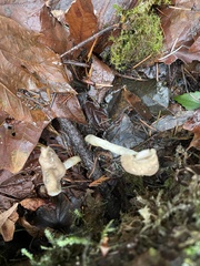 Helvella elastica