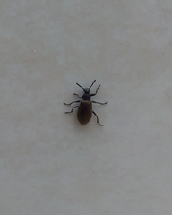 Lagria villosa