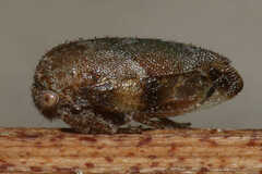 Ophiderma