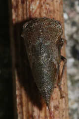 Ophiderma