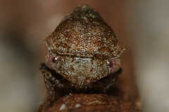 Ophiderma