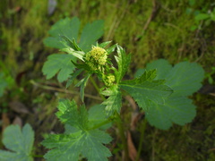 Sanicula crassicaulis