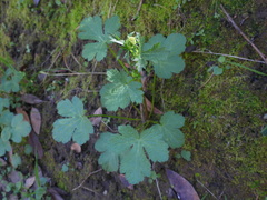 Sanicula crassicaulis