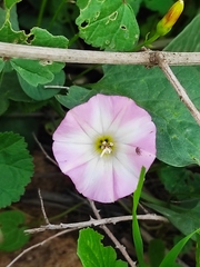 Convolvulus