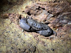 Eriphia ferox