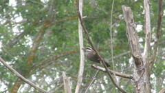 Cinclodes patagonicus