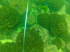 Fistularia commersonii