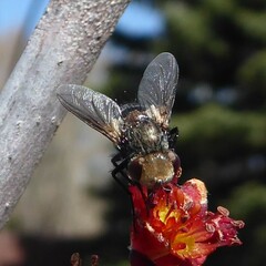 Tachinidae