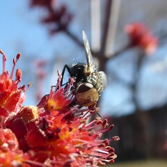 Tachinidae