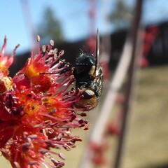 Tachinidae