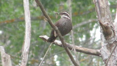 Cinclodes patagonicus