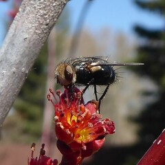 Tachinidae