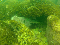Neoniphon suborbitalis