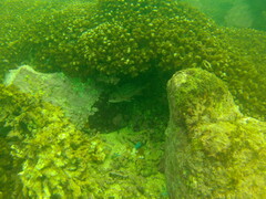 Neoniphon suborbitalis