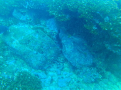 Neoniphon suborbitalis