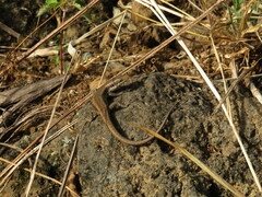 Chioninia nicolauensis