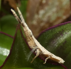 Algete brunneri